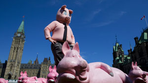 The Canadian Taxpayers Federation has an ongoing campaign about the MP pension fund and said Wednesday that MPs have their snouts in the pension trough.